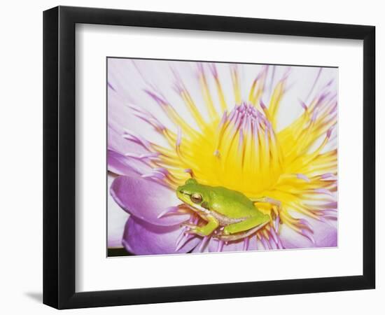 Eastern Dwarf Tree Frog on Blossoming Water Lily-Gary Bell-Framed Photographic Print