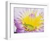 Eastern Dwarf Tree Frog on Blossoming Water Lily-Gary Bell-Framed Photographic Print