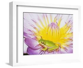 Eastern Dwarf Tree Frog on Blossoming Water Lily-Gary Bell-Framed Photographic Print