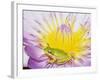 Eastern Dwarf Tree Frog on Blossoming Water Lily-Gary Bell-Framed Photographic Print