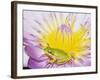 Eastern Dwarf Tree Frog on Blossoming Water Lily-Gary Bell-Framed Photographic Print