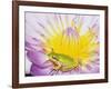 Eastern Dwarf Tree Frog on Blossoming Water Lily-Gary Bell-Framed Photographic Print