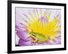 Eastern Dwarf Tree Frog on Blossoming Water Lily-Gary Bell-Framed Photographic Print