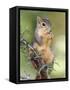 Eastern Fox Squirrel Eating Berries, Uvalde County, Hill Country, Texas, USA-Rolf Nussbaumer-Framed Stretched Canvas