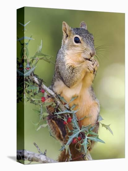 Eastern Fox Squirrel Eating Berries, Uvalde County, Hill Country, Texas, USA-Rolf Nussbaumer-Stretched Canvas