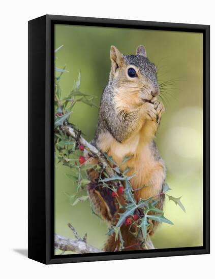 Eastern Fox Squirrel Eating Berries, Uvalde County, Hill Country, Texas, USA-Rolf Nussbaumer-Framed Stretched Canvas