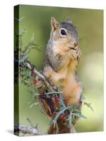 Eastern Fox Squirrel Eating Berries, Uvalde County, Hill Country, Texas, USA-Rolf Nussbaumer-Stretched Canvas