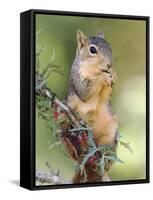 Eastern Fox Squirrel Eating Berries, Uvalde County, Hill Country, Texas, USA-Rolf Nussbaumer-Framed Stretched Canvas