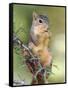 Eastern Fox Squirrel Eating Berries, Uvalde County, Hill Country, Texas, USA-Rolf Nussbaumer-Framed Stretched Canvas