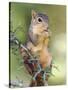 Eastern Fox Squirrel Eating Berries, Uvalde County, Hill Country, Texas, USA-Rolf Nussbaumer-Stretched Canvas