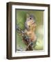 Eastern Fox Squirrel Eating Berries, Uvalde County, Hill Country, Texas, USA-Rolf Nussbaumer-Framed Photographic Print