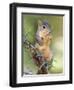 Eastern Fox Squirrel Eating Berries, Uvalde County, Hill Country, Texas, USA-Rolf Nussbaumer-Framed Photographic Print