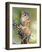 Eastern Fox Squirrel Eating Berries, Uvalde County, Hill Country, Texas, USA-Rolf Nussbaumer-Framed Photographic Print