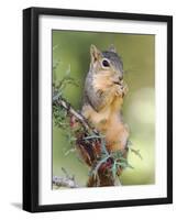 Eastern Fox Squirrel Eating Berries, Uvalde County, Hill Country, Texas, USA-Rolf Nussbaumer-Framed Photographic Print