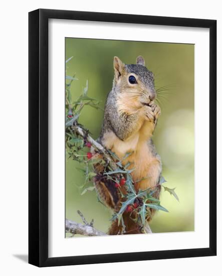 Eastern Fox Squirrel Eating Berries, Uvalde County, Hill Country, Texas, USA-Rolf Nussbaumer-Framed Photographic Print