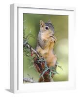 Eastern Fox Squirrel Eating Berries, Uvalde County, Hill Country, Texas, USA-Rolf Nussbaumer-Framed Photographic Print