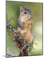 Eastern Fox Squirrel Eating Berries, Uvalde County, Hill Country, Texas, USA-Rolf Nussbaumer-Mounted Photographic Print