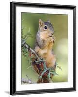 Eastern Fox Squirrel Eating Berries, Uvalde County, Hill Country, Texas, USA-Rolf Nussbaumer-Framed Photographic Print