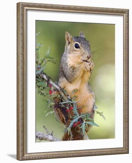 Eastern Fox Squirrel Eating Berries, Uvalde County, Hill Country, Texas, USA-Rolf Nussbaumer-Framed Photographic Print