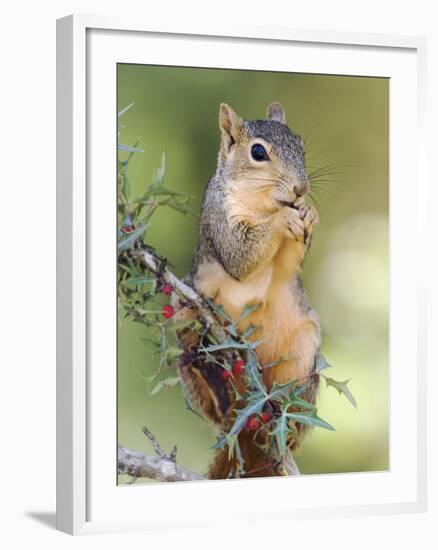 Eastern Fox Squirrel Eating Berries, Uvalde County, Hill Country, Texas, USA-Rolf Nussbaumer-Framed Photographic Print