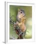 Eastern Fox Squirrel Eating Berries, Uvalde County, Hill Country, Texas, USA-Rolf Nussbaumer-Framed Photographic Print