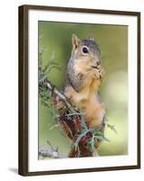 Eastern Fox Squirrel Eating Berries, Uvalde County, Hill Country, Texas, USA-Rolf Nussbaumer-Framed Photographic Print