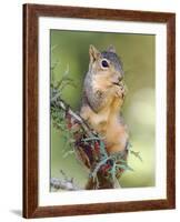 Eastern Fox Squirrel Eating Berries, Uvalde County, Hill Country, Texas, USA-Rolf Nussbaumer-Framed Photographic Print