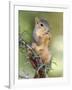 Eastern Fox Squirrel Eating Berries, Uvalde County, Hill Country, Texas, USA-Rolf Nussbaumer-Framed Photographic Print