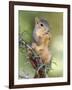 Eastern Fox Squirrel Eating Berries, Uvalde County, Hill Country, Texas, USA-Rolf Nussbaumer-Framed Photographic Print