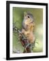 Eastern Fox Squirrel Eating Berries, Uvalde County, Hill Country, Texas, USA-Rolf Nussbaumer-Framed Photographic Print