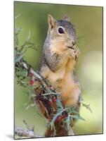 Eastern Fox Squirrel Eating Berries, Uvalde County, Hill Country, Texas, USA-Rolf Nussbaumer-Mounted Photographic Print