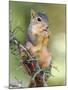 Eastern Fox Squirrel Eating Berries, Uvalde County, Hill Country, Texas, USA-Rolf Nussbaumer-Mounted Photographic Print
