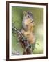 Eastern Fox Squirrel Eating Berries, Uvalde County, Hill Country, Texas, USA-Rolf Nussbaumer-Framed Photographic Print