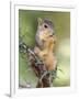 Eastern Fox Squirrel Eating Berries, Uvalde County, Hill Country, Texas, USA-Rolf Nussbaumer-Framed Photographic Print