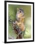 Eastern Fox Squirrel Eating Berries, Uvalde County, Hill Country, Texas, USA-Rolf Nussbaumer-Framed Photographic Print