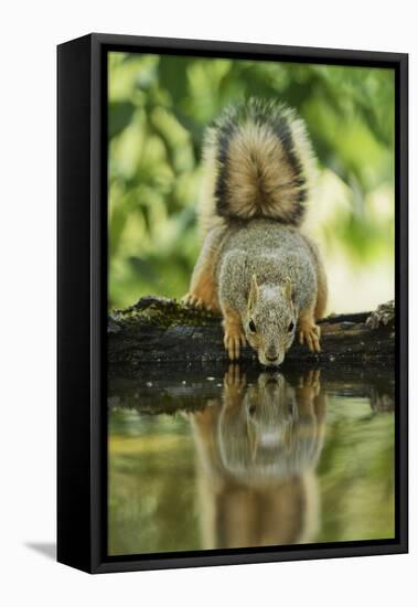 Eastern Fox Squirrel, Sciurus Niger, drinking, Hill Country, Texas, USA-Rolf Nussbaumer-Framed Stretched Canvas