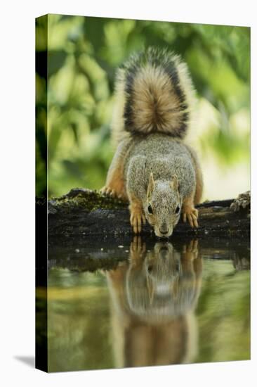 Eastern Fox Squirrel, Sciurus Niger, drinking, Hill Country, Texas, USA-Rolf Nussbaumer-Stretched Canvas