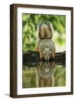 Eastern Fox Squirrel, Sciurus Niger, drinking, Hill Country, Texas, USA-Rolf Nussbaumer-Framed Photographic Print