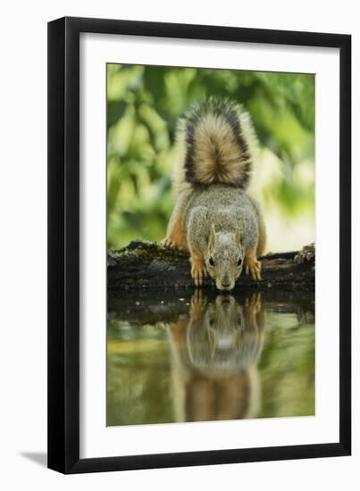 Eastern Fox Squirrel, Sciurus Niger, drinking, Hill Country, Texas, USA-Rolf Nussbaumer-Framed Photographic Print