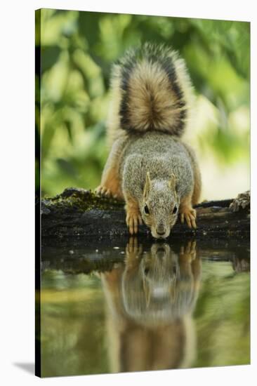 Eastern Fox Squirrel, Sciurus Niger, drinking, Hill Country, Texas, USA-Rolf Nussbaumer-Stretched Canvas