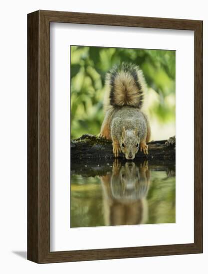 Eastern Fox Squirrel, Sciurus Niger, drinking, Hill Country, Texas, USA-Rolf Nussbaumer-Framed Photographic Print