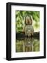 Eastern Fox Squirrel, Sciurus Niger, drinking, Hill Country, Texas, USA-Rolf Nussbaumer-Framed Photographic Print