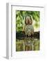 Eastern Fox Squirrel, Sciurus Niger, drinking, Hill Country, Texas, USA-Rolf Nussbaumer-Framed Photographic Print