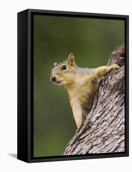 Eastern Fox Squirrel, Uvalde County, Hill Country, Texas, USA-Rolf Nussbaumer-Framed Stretched Canvas