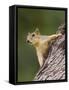 Eastern Fox Squirrel, Uvalde County, Hill Country, Texas, USA-Rolf Nussbaumer-Framed Stretched Canvas