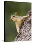 Eastern Fox Squirrel, Uvalde County, Hill Country, Texas, USA-Rolf Nussbaumer-Stretched Canvas