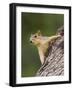 Eastern Fox Squirrel, Uvalde County, Hill Country, Texas, USA-Rolf Nussbaumer-Framed Photographic Print