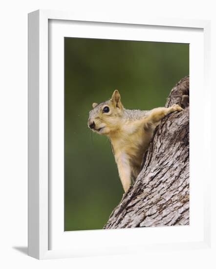 Eastern Fox Squirrel, Uvalde County, Hill Country, Texas, USA-Rolf Nussbaumer-Framed Photographic Print