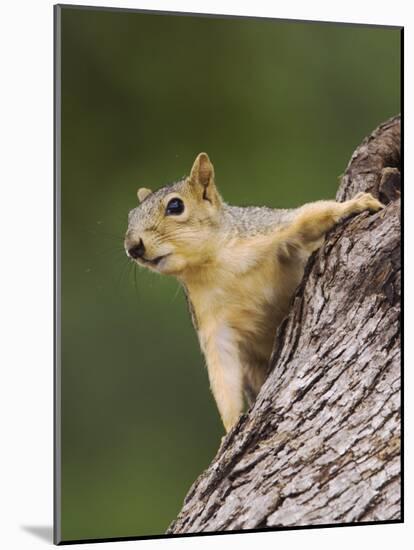 Eastern Fox Squirrel, Uvalde County, Hill Country, Texas, USA-Rolf Nussbaumer-Mounted Photographic Print