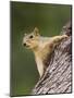 Eastern Fox Squirrel, Uvalde County, Hill Country, Texas, USA-Rolf Nussbaumer-Mounted Photographic Print